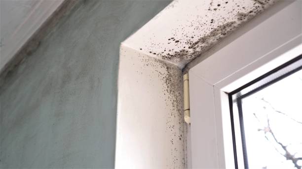 Best Crawl Space Mold Remediation  in Beverly Hills, CA