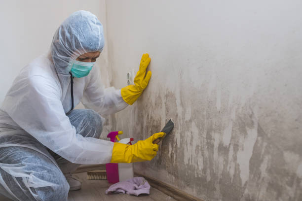 Best Airborne Mold Testing  in Beverly Hills, CA