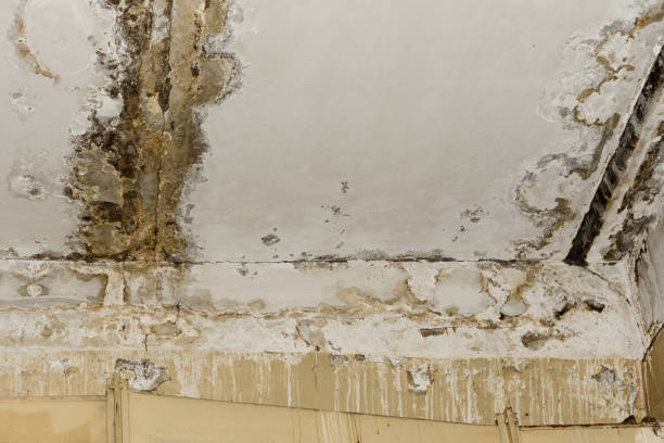 Best Mold Damage Restoration  in Beverly Hills, CA