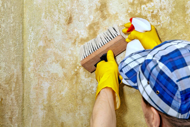 Mold Remediation for Vacation Homes in Beverly Hills, CA