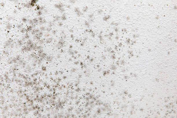 Best Mold Prevention Services  in Beverly Hills, CA