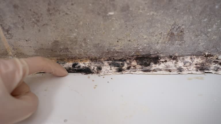 Best Attic Mold Removal  in Beverly Hills, CA